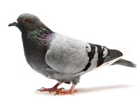 Pest Control Pigeons